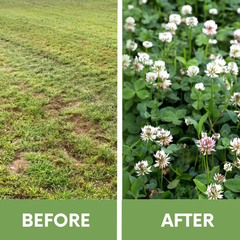 Before and after using White Dutch Clover Seed Kit 1 Lb Organic Coated Ground Cover for natural lawn transformation.