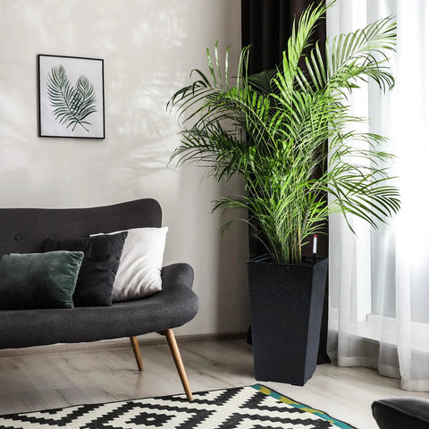 Living room scene with a large plant in a 16 Inch Tall Planters Set Of 2 For Indoor And Outdoor Use In Black With Drainage Holes Inner Bucket And Water Level Monitors So You Can Water Smarter And Keep Your Porch Or Patio Plants Happy next to a modern sofa.
