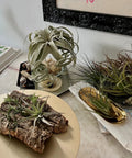 Odin Gift Box Air Plants Set Of 5 With Tillandsia Juncea Fasciculata Tricolor Xerographica Caput Medusae Brachycaulus Multiflora For Home Decor And Gift Live Arrival Guaranteed Eco Packaging on tabletop