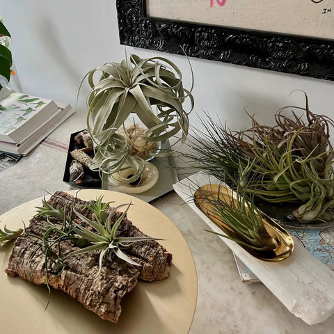 Odin Gift Box Air Plants Set Of 5 With Tillandsia Juncea Fasciculata Tricolor Xerographica Caput Medusae Brachycaulus Multiflora For Home Decor And Gift Live Arrival Guaranteed Eco Packaging on tabletop