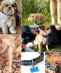 Various pets wearing collars, each featuring a titanium D ring with screw shackle for key chains and pet collars, outdoor setting.