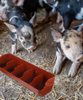 Heavy Duty Five Compartment Piglet Feed Trough With No Sweat Plastic Livestock Manger, 21x7x5 inches, for hogs in barn.