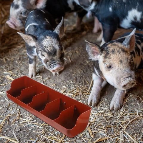 Heavy Duty Five Compartment Piglet Feed Trough With No Sweat Plastic Livestock Manger, 21x7x5 inches, for hogs in barn.