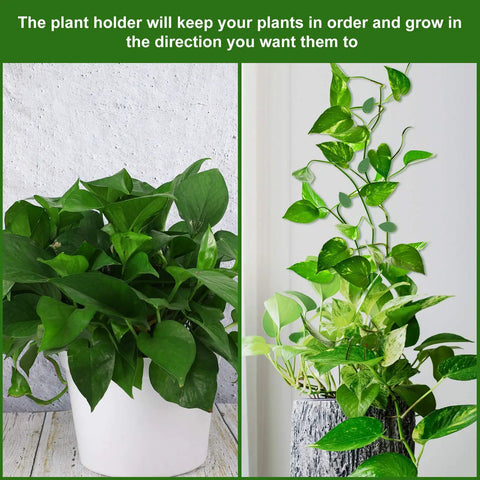 Slick Green Leaf Plant Climbing Clips With Transparent Adhesive Backers Secure Vines Ivy Houseplants On Walls Without Drilling Just Zero Drama Botanical Vibes For Any Room Making Indoor Gardening A Total Breeze