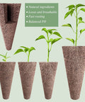 Bio peat sponges from 66-Piece Hydroponic Seed Pod Kit For Indoor Gardens Ready-To-Go All-In-One System in various seedling growth stages.
