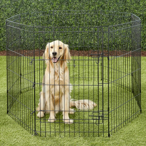 Golden retriever in a black metal wire playpen on grass with green hedge background.