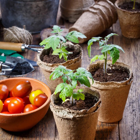 Eco Friendly Peat Pots For Seedlings 3.15 Inch Biodegradable Seed Starter Pots with seedlings and garden tools on wooden table