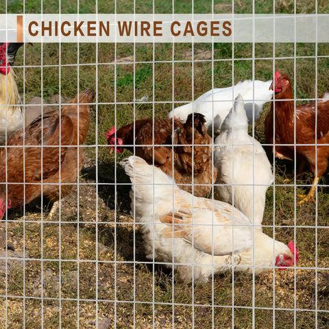 Heavy Duty Galvanized Welded Wire Fence Roll 4 Ft By 100 Ft With 2x4 Inch Mesh, 16 Gauge Hardware Cloth For Strong Backyard Protection And Poultry Netting, Garden Fence, shown with chickens behind wire mesh