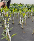 Two Pack Grafting Tape For Plants Stretchable Garden Tape For Budding And Grafting Waterproof Self Adhesive Plant Repair Tape on young plants in a nursery
