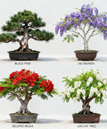 Beginner Bonsai Tree Starter Kit For Indoor Gardening featuring Black Pine, Jacaranda, Delonix Regia, and Locust Tree bonsai.