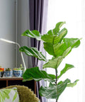Fiddle Leaf Fig tree in a bright room next to a window, ideal for use with Fiddle Leaf Fig Tree Fertilizer For Indoor Ficus Plants Liquid Plant Food To Boost Leaves And Branches Keeps Brown Spots Away Easy Dilute Mix One Teaspoon In Two Cups Of Water For Long Lasting Growth.