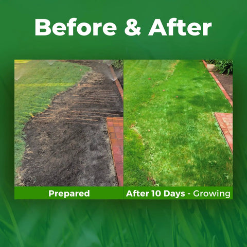 Biodegradable Bermuda Rye Grass Seed Roll With Fertilizer For Lawns Dog Patches And Shade Just Water And Grow No Fake Grass Covers 100 Square Feet Easy To Grow