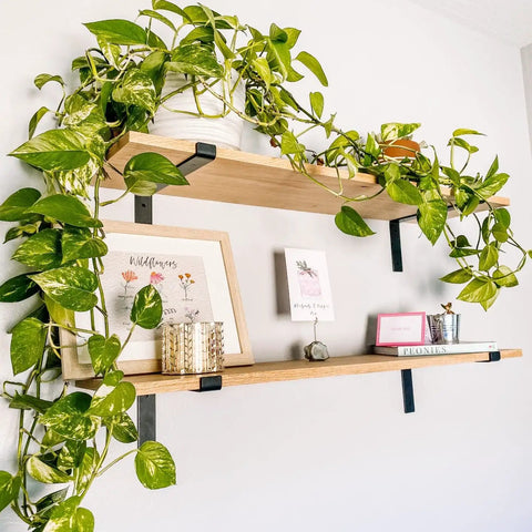 Wall-mounted open shelves with plants using Beefy Heavy Duty Shelf Brackets Set 4 Pack Premium Construction Grade Quarter Inch Thick Steel Matte Black Finish L Bracket With Lip For Modern Farmhouse Open Shelving Hardware Included 11.25 By 6 Inches.