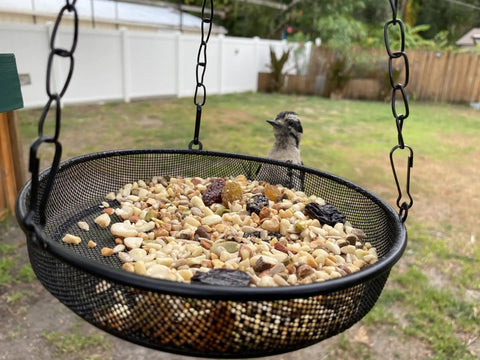 Large Capacity Hanging Bird Feeder For Garden And Yard Outdoors With Metal Mesh Platform And Fine Mesh Tray Holds Up To 3 Lb Of Seeds Easy Refill No Mess Attracts More Birds And Keeps Feeding Fresh