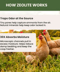 Chickens in a field with text about how zeolite in All Natural Chicken Coop Odor Eliminator And Moisture Absorber For Coops works