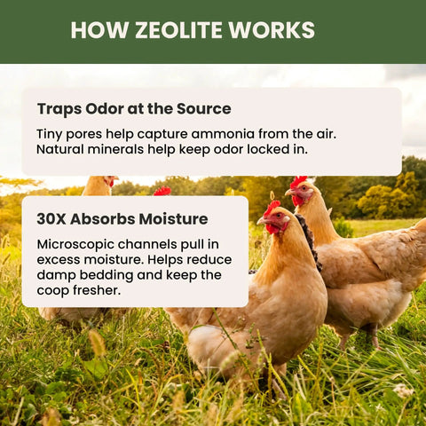 Chickens in a field with text about how zeolite in All Natural Chicken Coop Odor Eliminator And Moisture Absorber For Coops works