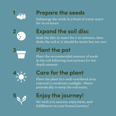 All In One Bonsai Growing Kit For Beginners With Seeds Norway Spruce Royal Poinciana Blue Jacaranda And Rocky Mountain Pine care steps