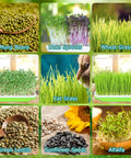 Image showing a selection of sprouts including mung beans, bean sprouts, wheat grass, cat grass, green lentils, sunflower seeds, and alfalfa.