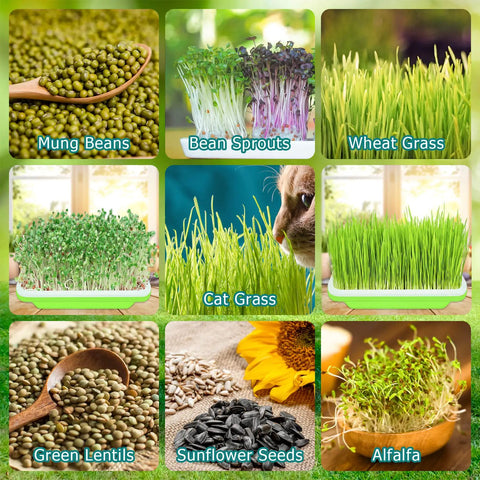 Image showing a selection of sprouts including mung beans, bean sprouts, wheat grass, cat grass, green lentils, sunflower seeds, and alfalfa.