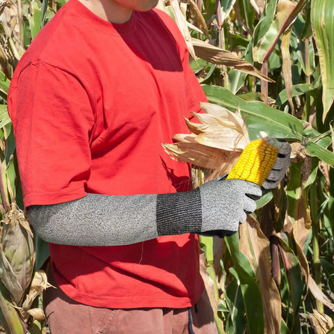 Person wearing long gardening gloves with cut resistant sleeves and anti slip nitrile coated palms for a solid grip in a cornfield