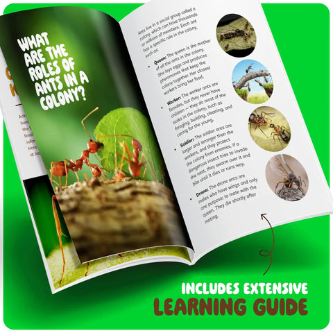 Open learning guide from Ant Farm Kit For Kids And Curious Learners Complete Colony Setup With Sand Habitat And Living Ants Voucher