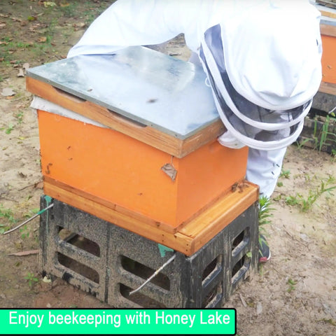 Beekeeper inspecting 10-frame hive with Screened Bottom Board For Beehives, 10 Frame With Entrance Reducer, on concrete blocks.