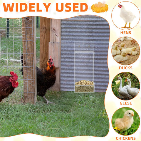 Clear Acrylic Oyster Shell And Grit Feeder For Chickens with heavy duty lid, shown mounted beside hens in a coop.