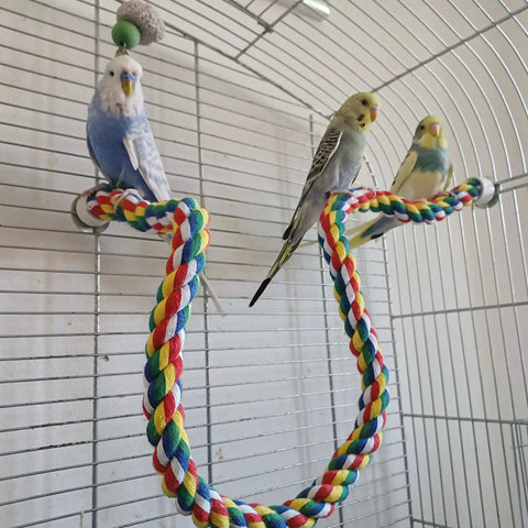 Totally Bendable Multicolor Cotton Bird Rope Perch Built Tough With A Steel Core And Quick Twist End Nuts For Straight Up Secure Cage Climbing Action in aviary with three budgies.