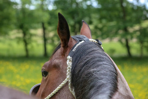 Best Therapeutic Poll Pad For Horses Far Infrared Heat Therapy Relieves Neck Pain Stiffness Jaw Tension And Cramping Electric Blue Cushion on horse's head.