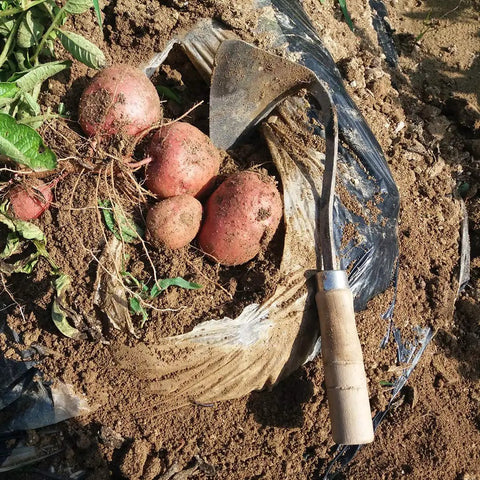 Forged Garden Hand Plow Hoe Weeder Sickle With Wooden Handle Korean Daejanggan Style Ho Mi next to harvested potatoes in soil