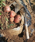 Forged Garden Hand Plow Hoe With Sturdy Wood Handle Korean Daejanggan Style Ho Mi Weeding Sickle beside harvested potatoes.