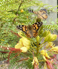 Painted Lady butterflies on flowers; part of Two Cups Of Live Painted Lady Caterpillars Refill Kit With 10 Caterpillars And Food Plus Bonus.