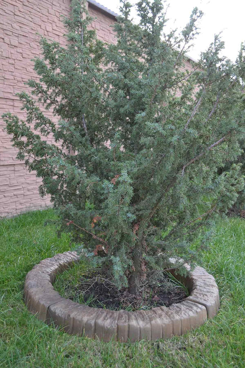 Two Piece Round Edge Concrete Molds For DIY Border Edging, ABS Plastic Log Edging Molds, Stone Look Border Molds around tree.