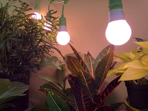 All In One Indoor Grow Light Kit In A Greenhouse In A Box For Indoor Plants illuminating houseplants with red spectrum bulbs
