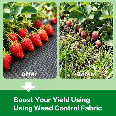 Built Tough 4Oz Nonwoven Geotextile Weed Barrier Fabric 3Ft By 100Ft Heavy Duty Landscape Ground Cover shown installed with strawberries