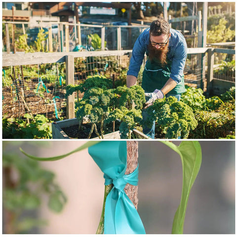 Gardener using Ultra Stretch Garden Tie Tape 1 Inch Wide 200 Foot Reusable Green Plant Ties Heavy Duty on outdoor plants