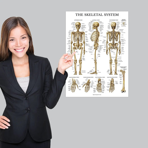 Person holding Muscle And Skeleton And Periodic Table Posters Set For Kids Laminated 18 By 24 Inch Wall Posters 3 Pack