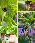 50 Pack Round Hydroponic Growth Sponges For Seed Germination And Plant Rooting In Indoor And Outdoor Gardens with lettuce