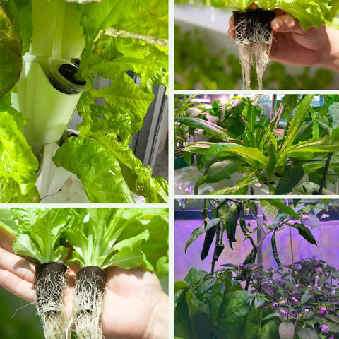 50 Pack Round Hydroponic Growth Sponges For Seed Germination And Plant Rooting In Indoor And Outdoor Gardens with lettuce