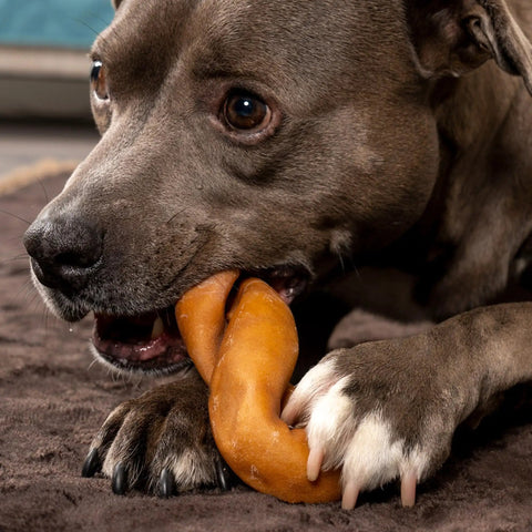 Dog enjoying Collagen Twist Keys Dog Chews Chicken Flavor Six Count Pack Made In USA Beefhide Treats For Dogs All Natural No Preservatives