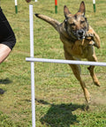 Dog jumping over a 37-inch bar from the Four Piece Dog Agility Kit For Indoor Outdoor Play With Adjustable Jump Bars Up To 37 Inches.
