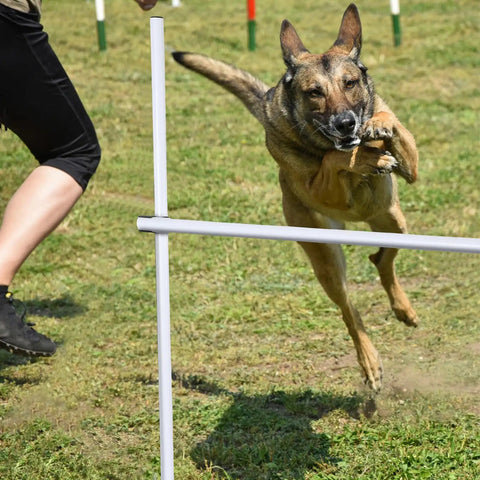 Dog jumping over a 37-inch bar from the Four Piece Dog Agility Kit For Indoor Outdoor Play With Adjustable Jump Bars Up To 37 Inches.