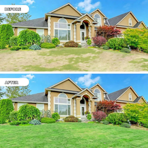 Before and after lawn improvement using Heavy Duty Lawn Aerator Shoes With Adjustable Straps And 13 Spikes, 2-Inch And 1.5-Inch Spike Sizes, Sturdy Plastic Base, Rust-Resistant Metal Spikes, Perfect Aeration Footwear For Lawns, Gardens, And Courtyards