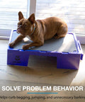 Dog lying on purple KLIMB Jr Dog Training Platform For Behavior Basics With DIY Guide Safe Space To Stop Begging Jumping And Barking