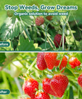 Comparison image showing strawberries with weeds before and after using Heavy Duty 3.2Oz Weed Barrier Landscape Fabric 3Ft By 180Ft Woven Geotextile Weed Blocker Ground Cover For Garden Beds And Landscaping UV Blocking 90 Percent Weed Reduction Durable Weed Control Mat