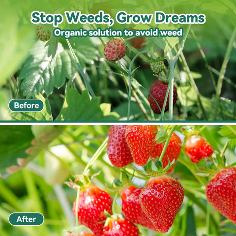 Comparison image showing strawberries with weeds before and after using Heavy Duty 3.2Oz Weed Barrier Landscape Fabric 3Ft By 180Ft Woven Geotextile Weed Blocker Ground Cover For Garden Beds And Landscaping UV Blocking 90 Percent Weed Reduction Durable Weed Control Mat