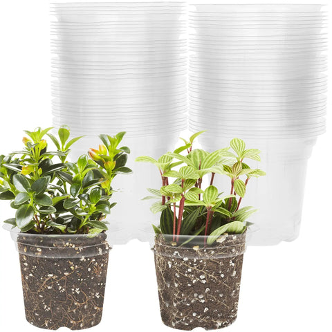 4 Inch Seed Starter Tray Set With 60 Clear Nursery Pots For Seed Starting Indoors Perfect For Vegetables Herbs Lettuce And Other Small Plants