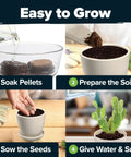 Succulent And Cactus Seed Kit For Planting Enthusiasts Favorite Premium Starter Kit With Four Planters Drip Trays Markers Seeds Mix And Soil Great Diy Gift For Beginners And Plant Nerds shown with step-by-step planting instructions.