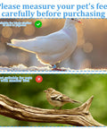 Upper image: White pigeon wearing blue leg band; Lower image: small bird on branch, unsuitable for 100 Pcs 8mm Birds Leg Rings Set.