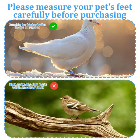 Upper image: White pigeon wearing blue leg band; Lower image: small bird on branch, unsuitable for 100 Pcs 8mm Birds Leg Rings Set.